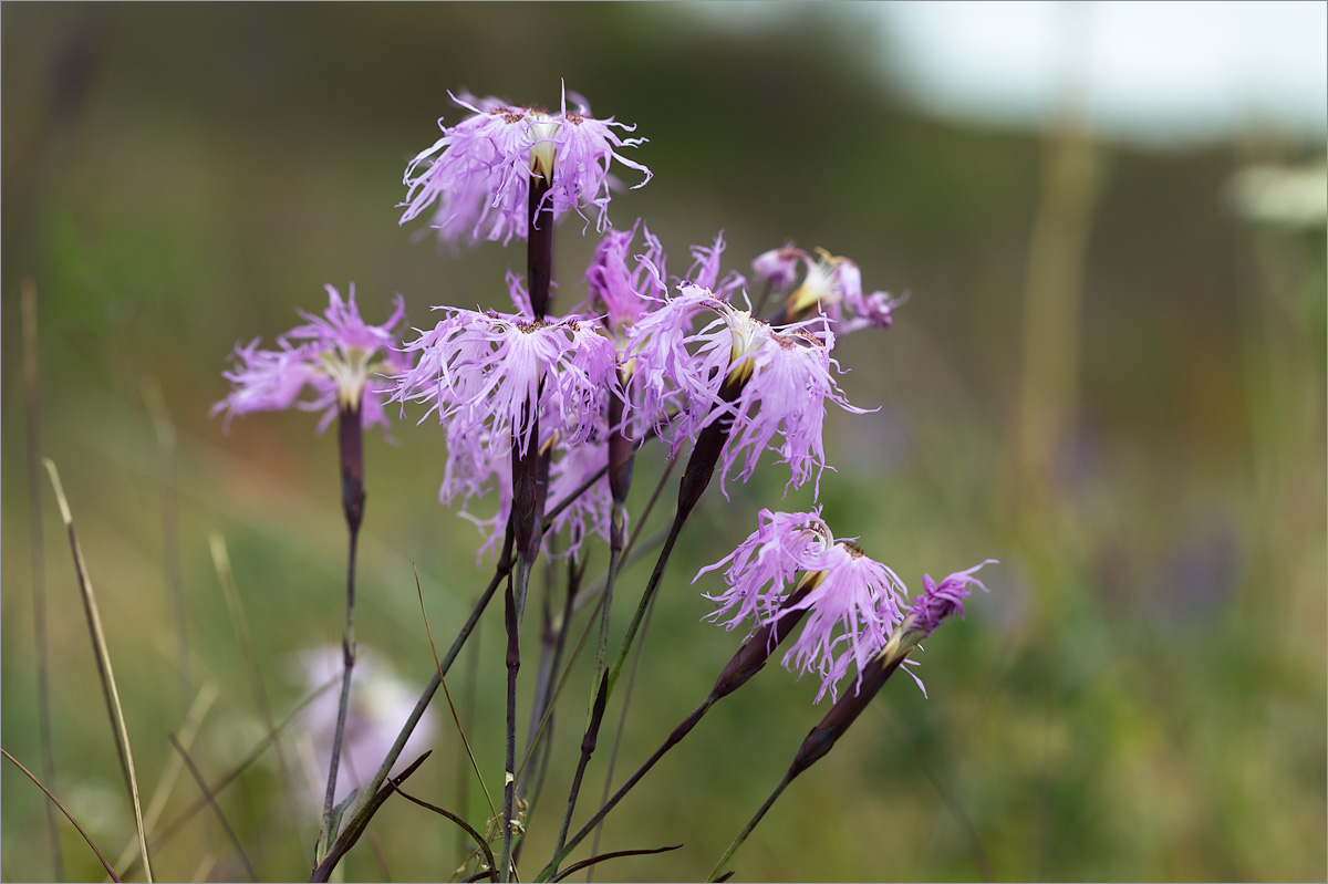 Изображение особи Dianthus superbus.