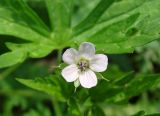 Geranium sibiricum