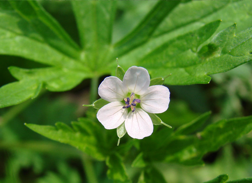 Image of Geranium sibiricum specimen.
