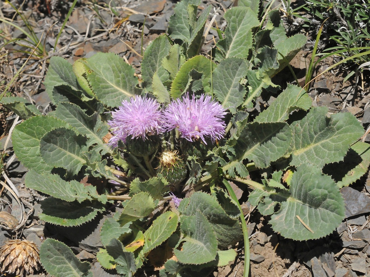 Image of Klasea lyratifolia specimen.