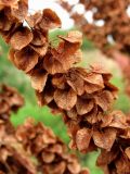 Rumex longifolius. Часть соплодия. Окр. Архангельска, свалка древесных отходов. 23.08.2012.
