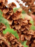 Rumex longifolius