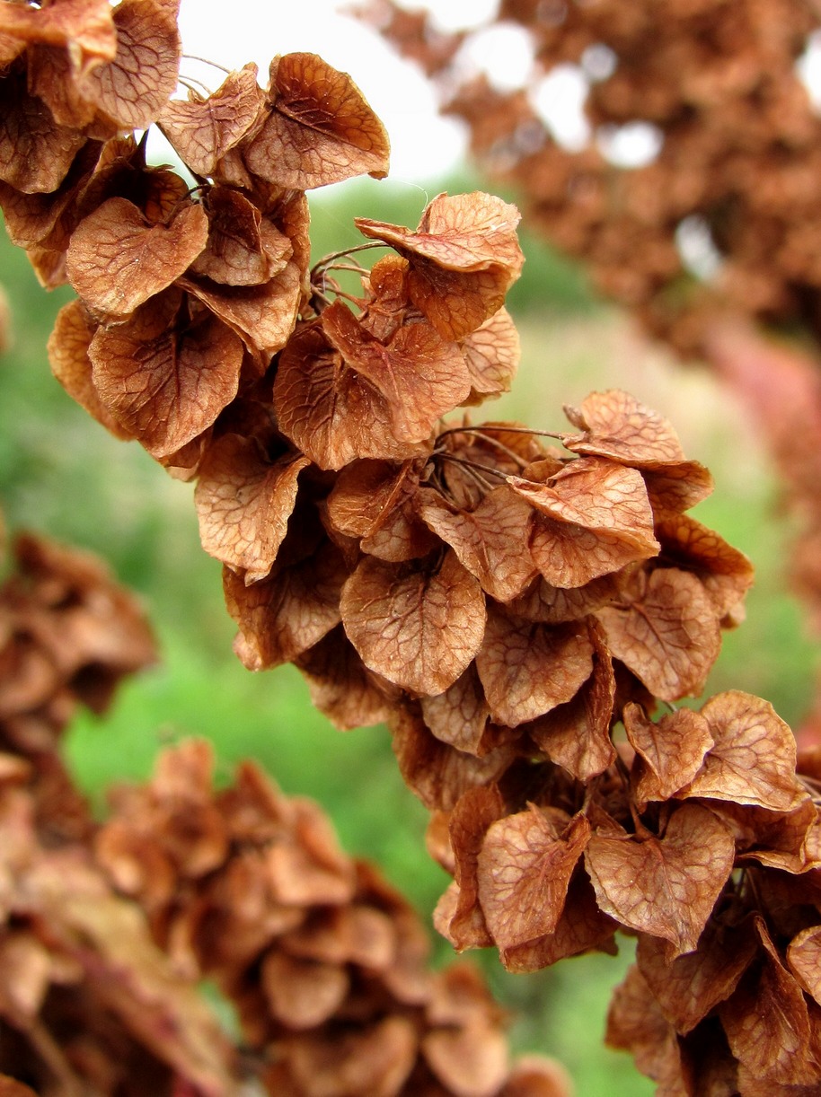 Image of Rumex longifolius specimen.