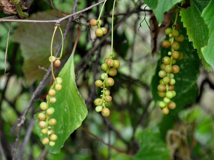 Image of Schisandra chinensis specimen.