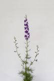 Image of taxon representative. Author is Раду Кибзий