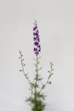 Delphinium ajacis. Верхушка цветущего растения. Республика Молдова, пригород Кишинёва. 1 июня 2009 г.