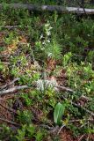 Platanthera bifolia. Цветущее растение. Свердловская обл., Североуральский городской округ, окр. пос. Сосьва, бывшая дер. Воскресенка, склон долины р. Сосьва, лиственнично-елово-сосновый лес. 13.06.2015.