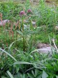 Valeriana sambucifolia