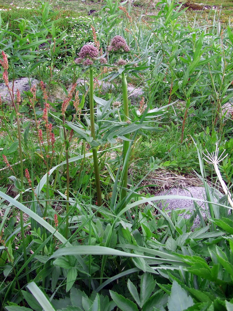 Изображение особи Valeriana sambucifolia.