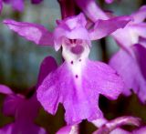 Orchis mascula