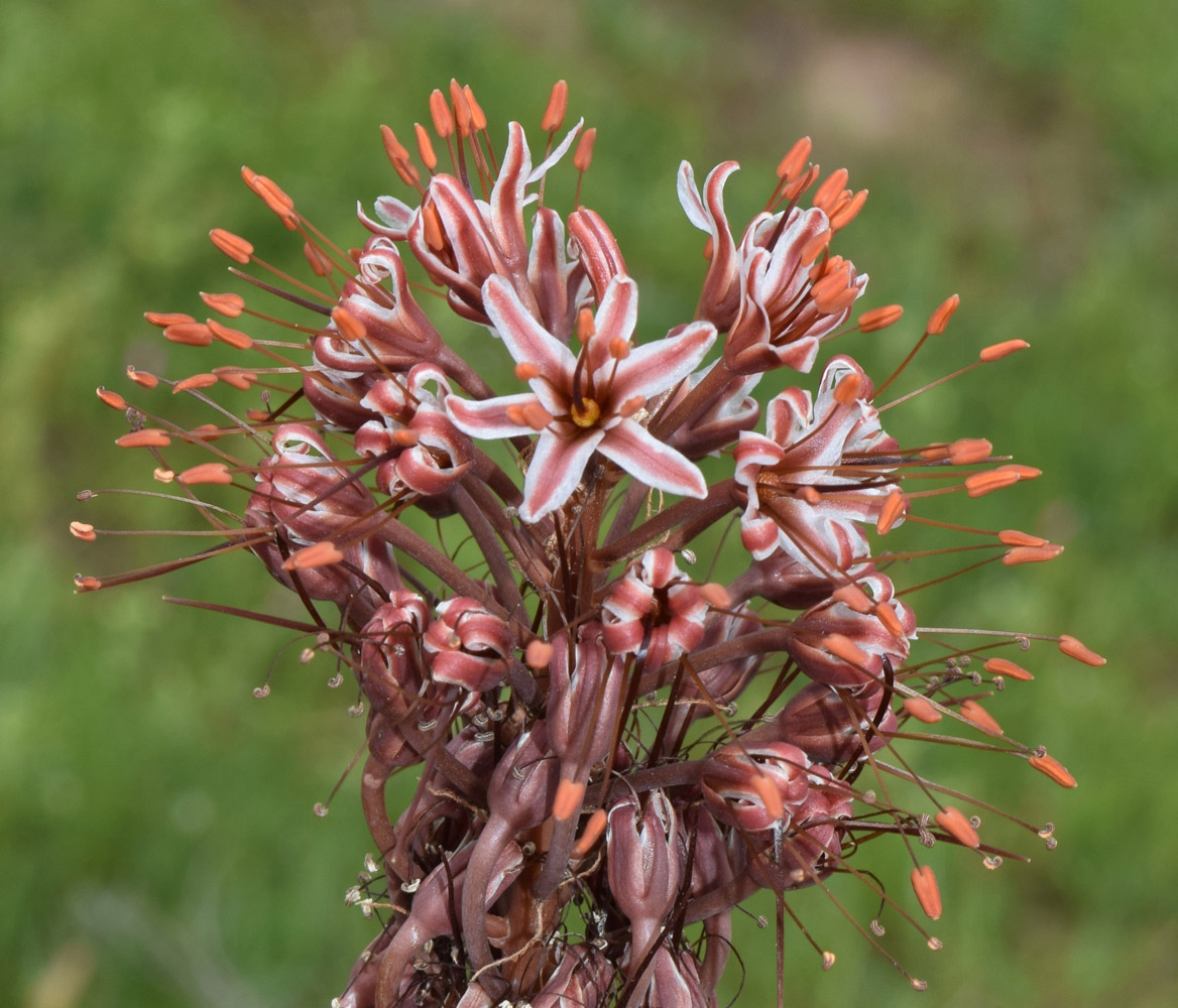 Image of Eremurus regelii specimen.