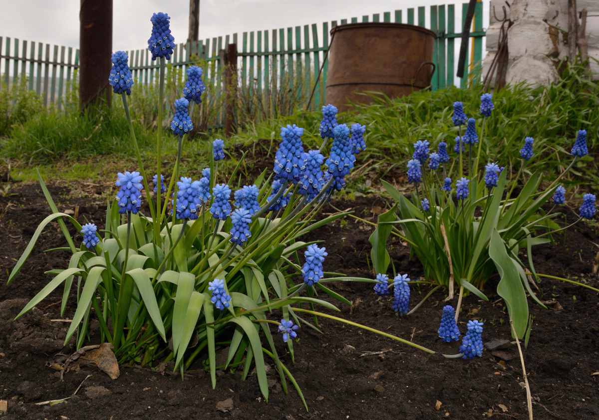 Изображение особи Muscari botryoides.