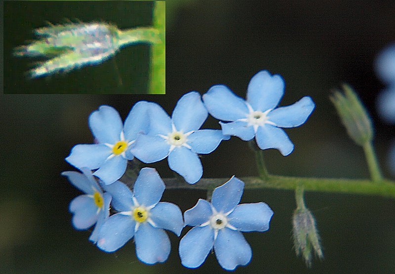 Image of Myosotis alpestris specimen.