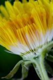 Taraxacum erythrospermum