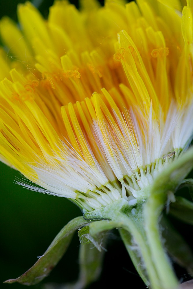 Image of Taraxacum erythrospermum specimen.