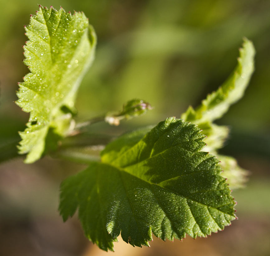 Image of Erodium malacoides specimen.