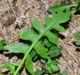 Sisymbrium irio