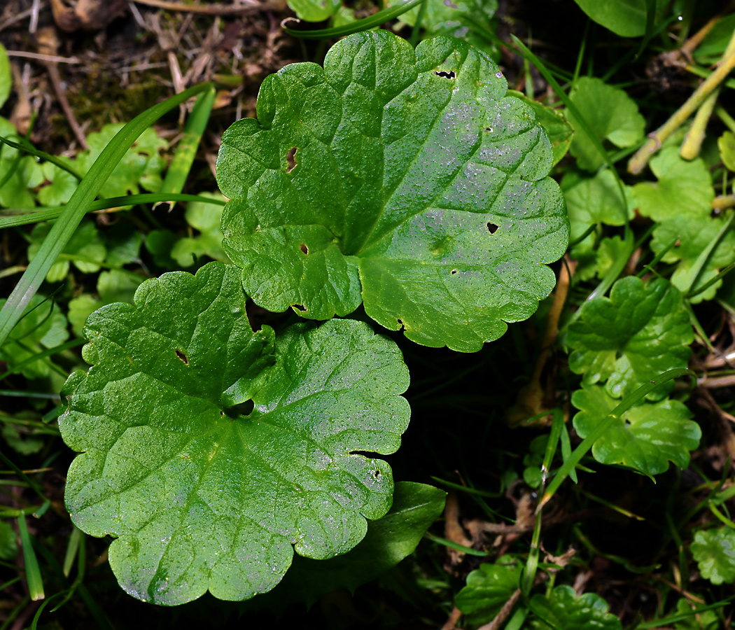 Изображение особи Glechoma hederacea.