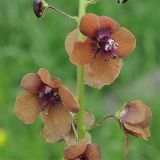 Verbascum phoeniceum