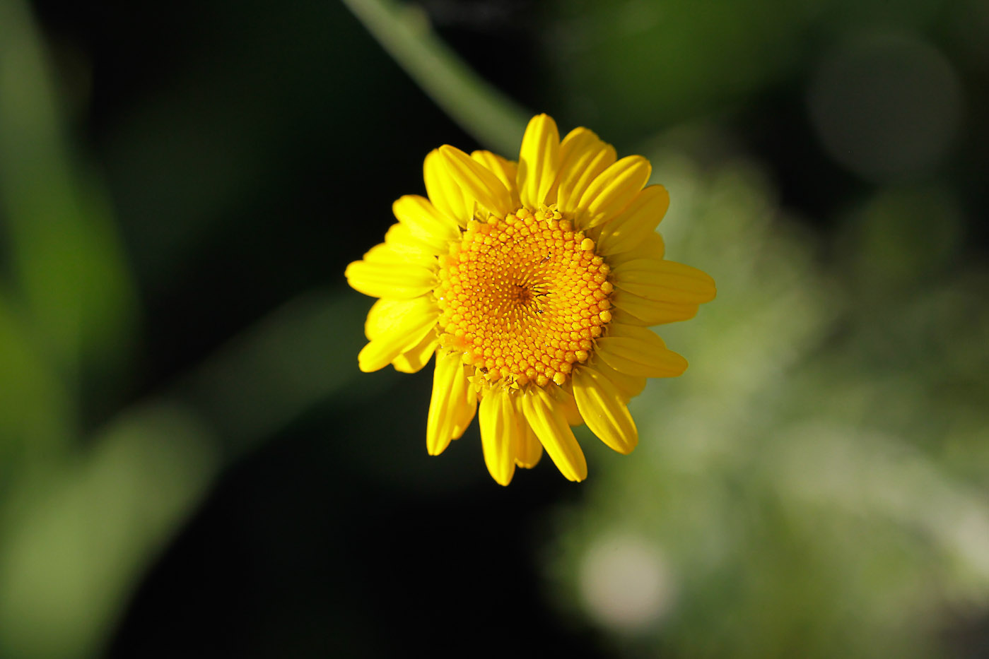 Изображение особи Anthemis tinctoria.