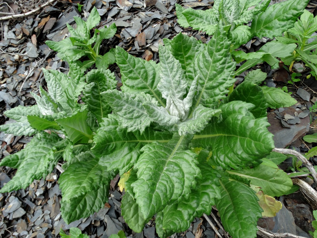 Image of Senecio pseudoarnica specimen.