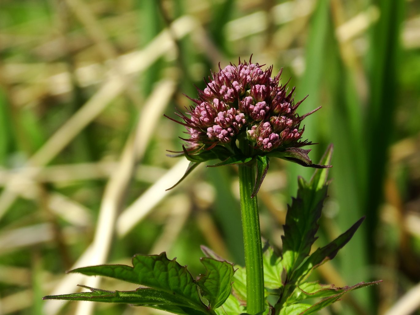 Изображение особи Valeriana amurensis.