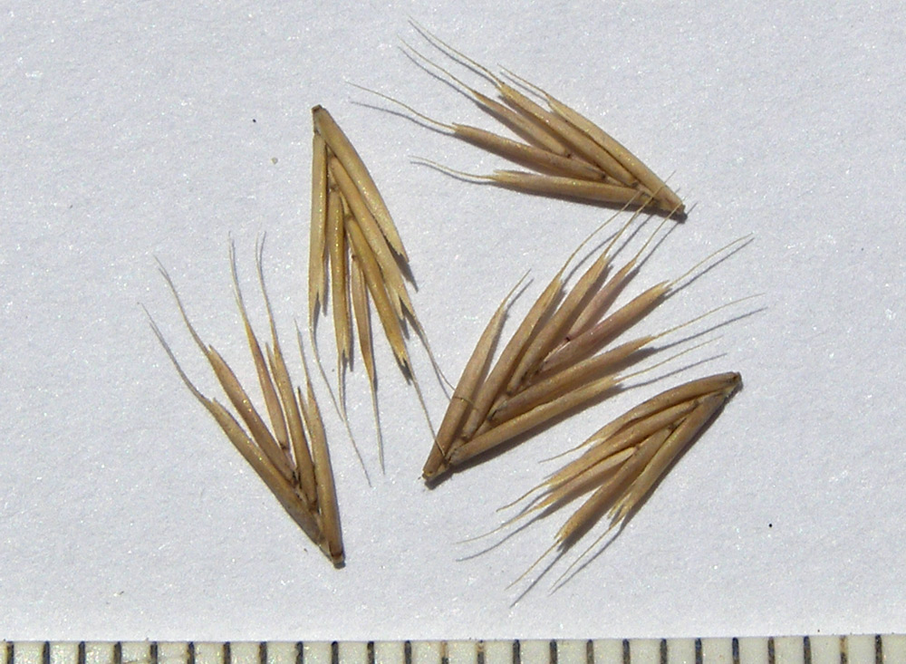 Image of Festuca valesiaca specimen.