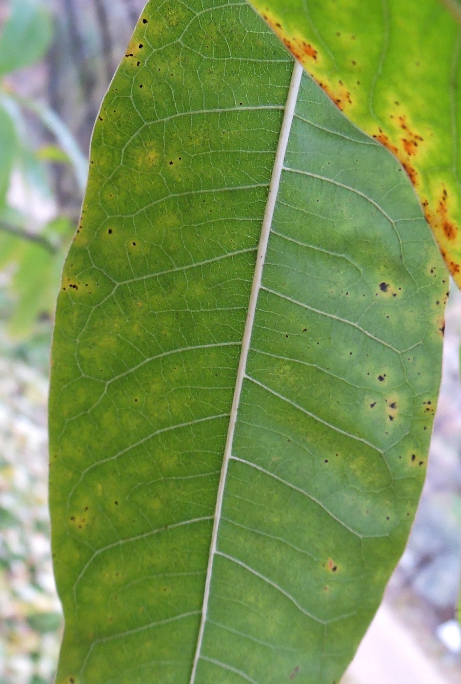 Изображение особи Quercus imbricaria.