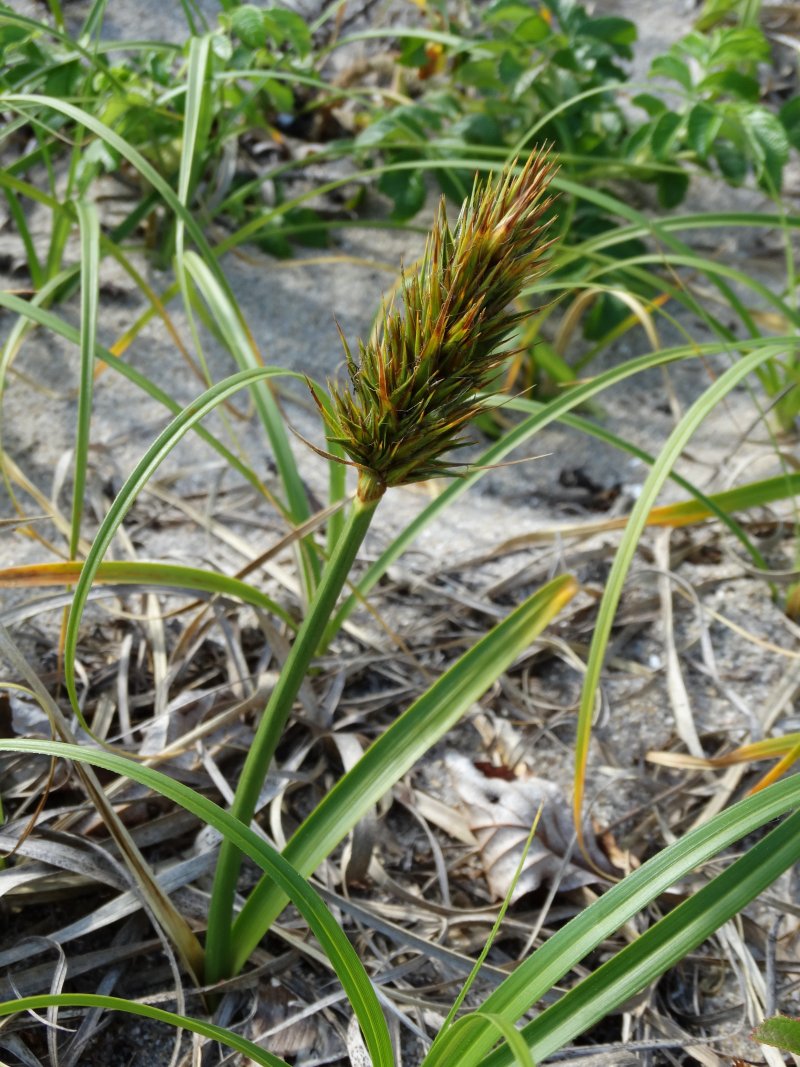 Изображение особи Carex kobomugi.