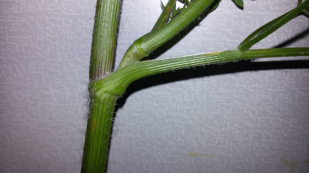 Image of Daucus carota specimen.