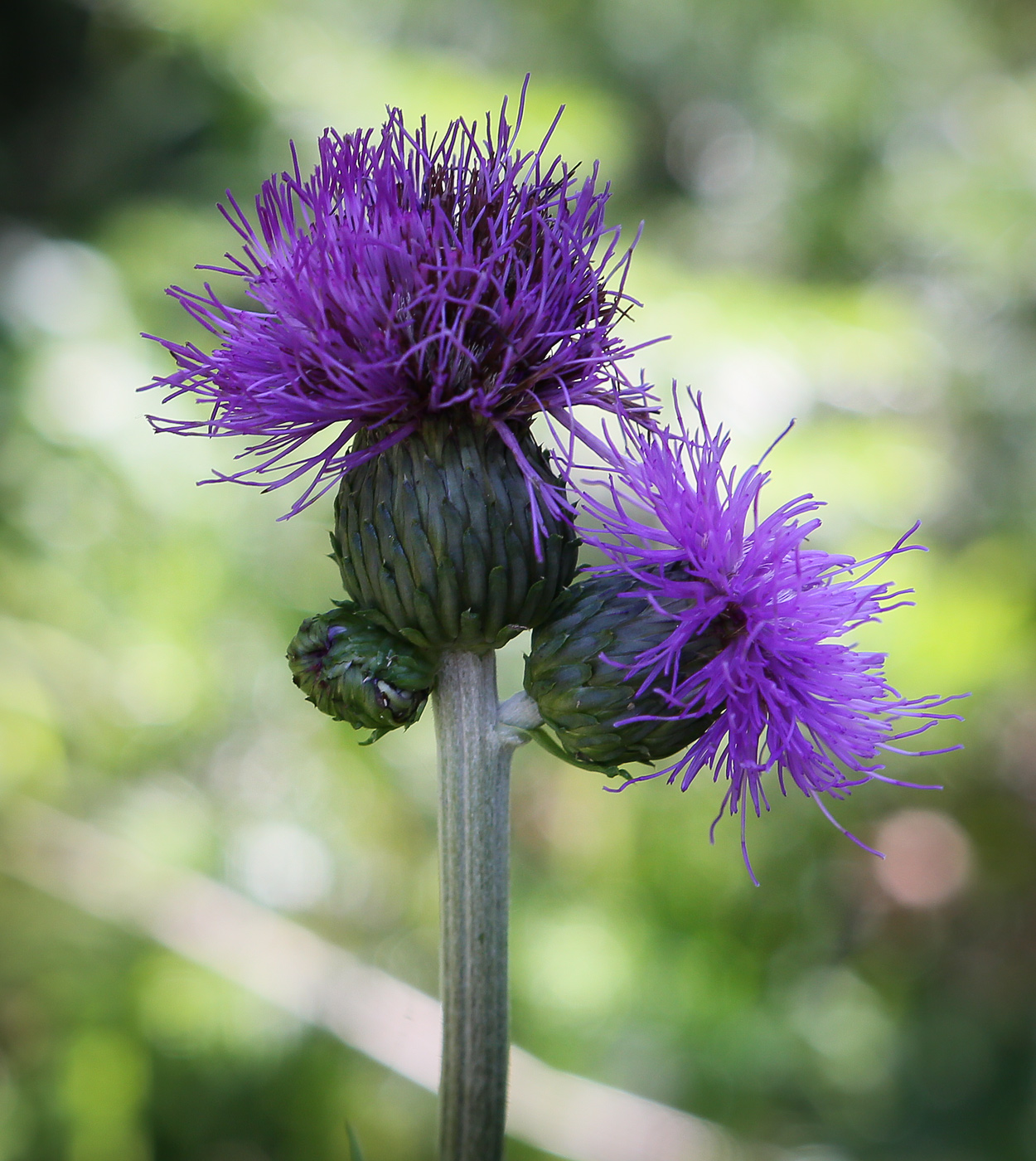 Image of Cirsium heterophyllum specimen.