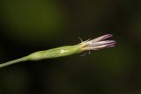 Dianthus deltoides