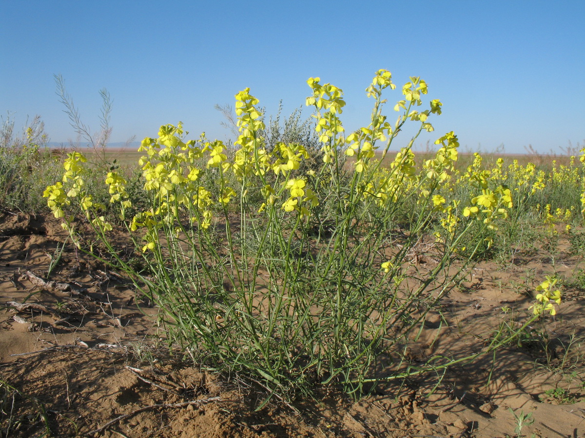 Image of Syrenia montana specimen.