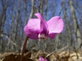 Cyclamen coum