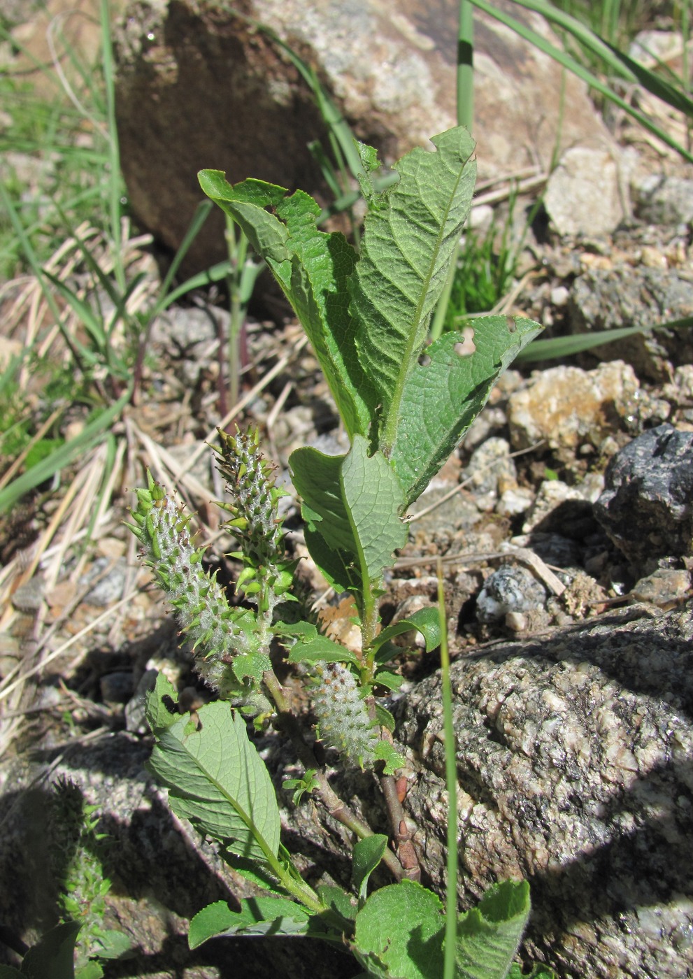 Изображение особи Salix caucasica.