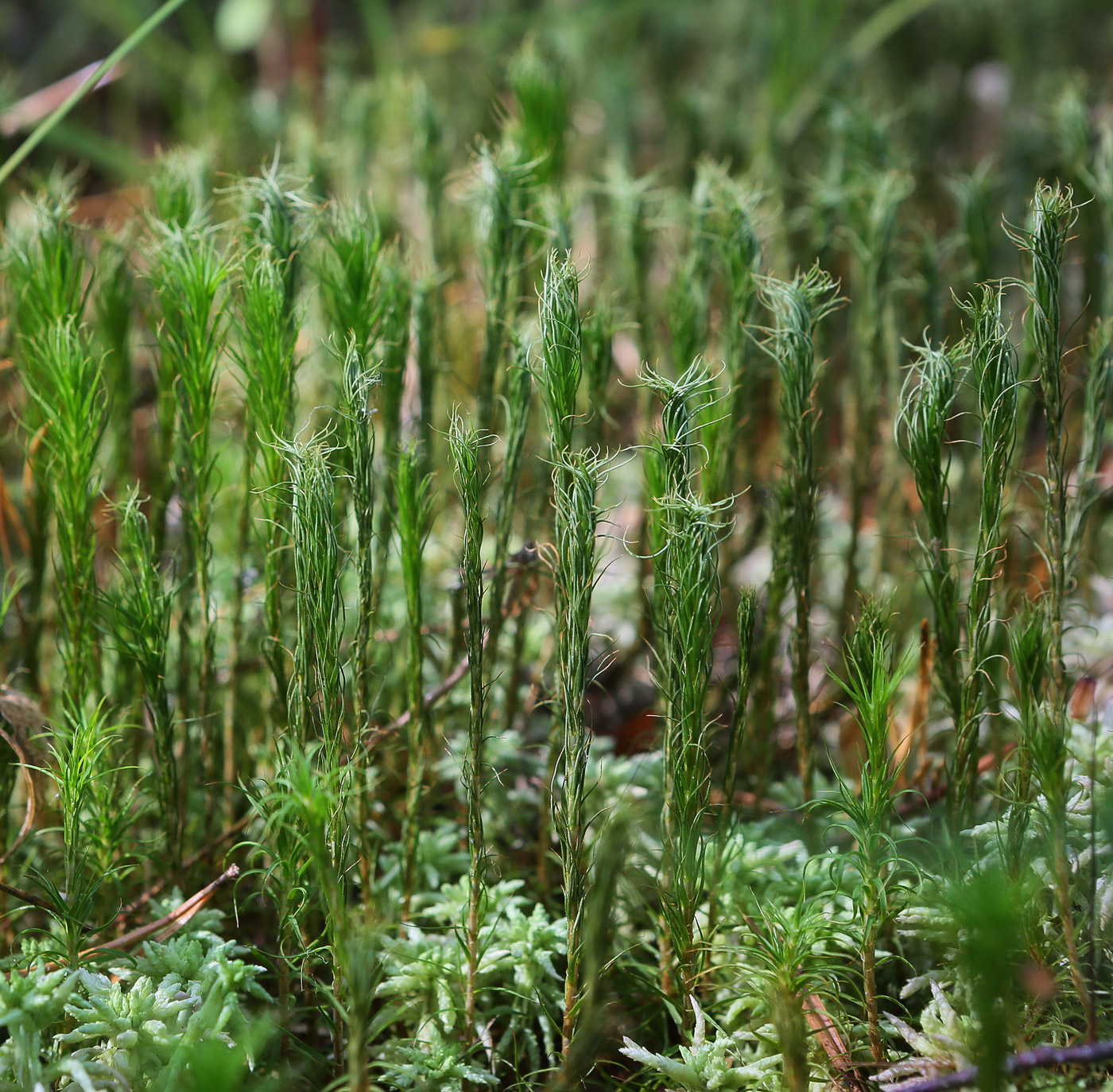 Изображение особи Polytrichum commune.