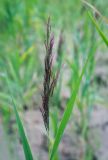 Phragmites australis