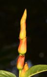 Sanchezia speciosa