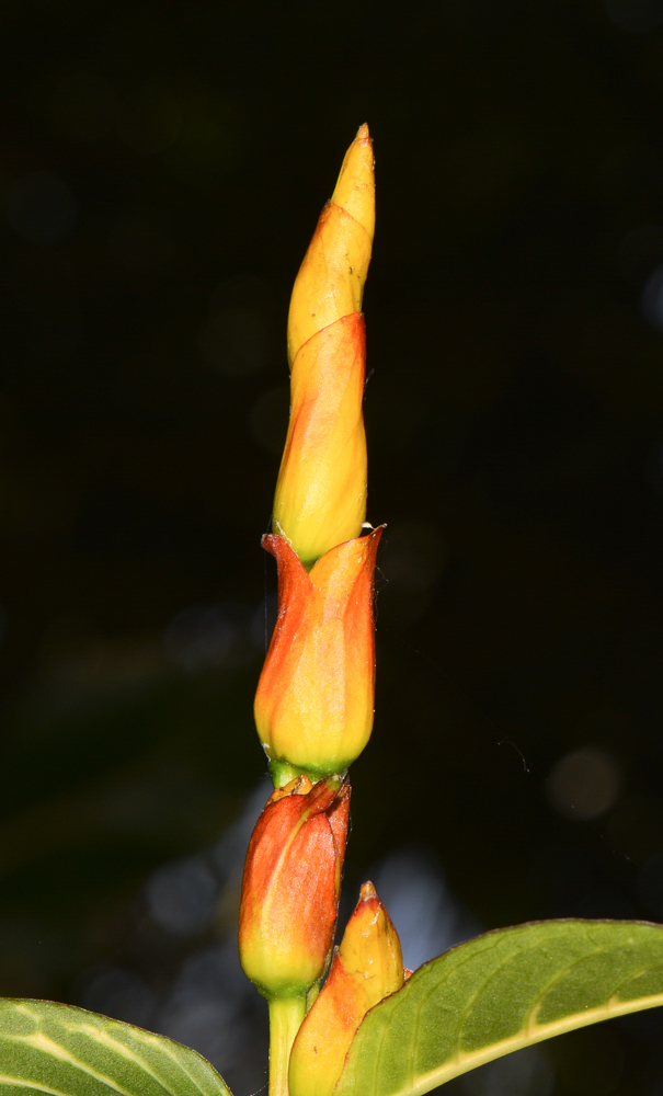 Изображение особи Sanchezia speciosa.