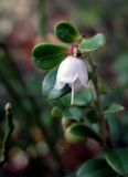 Vaccinium vitis-idaea. Верхушка цветущего побега (осеннее цветение). Литва, левый берег р. Неман на границе с Белоруссией, лес Бугеда. 30.09.2016.