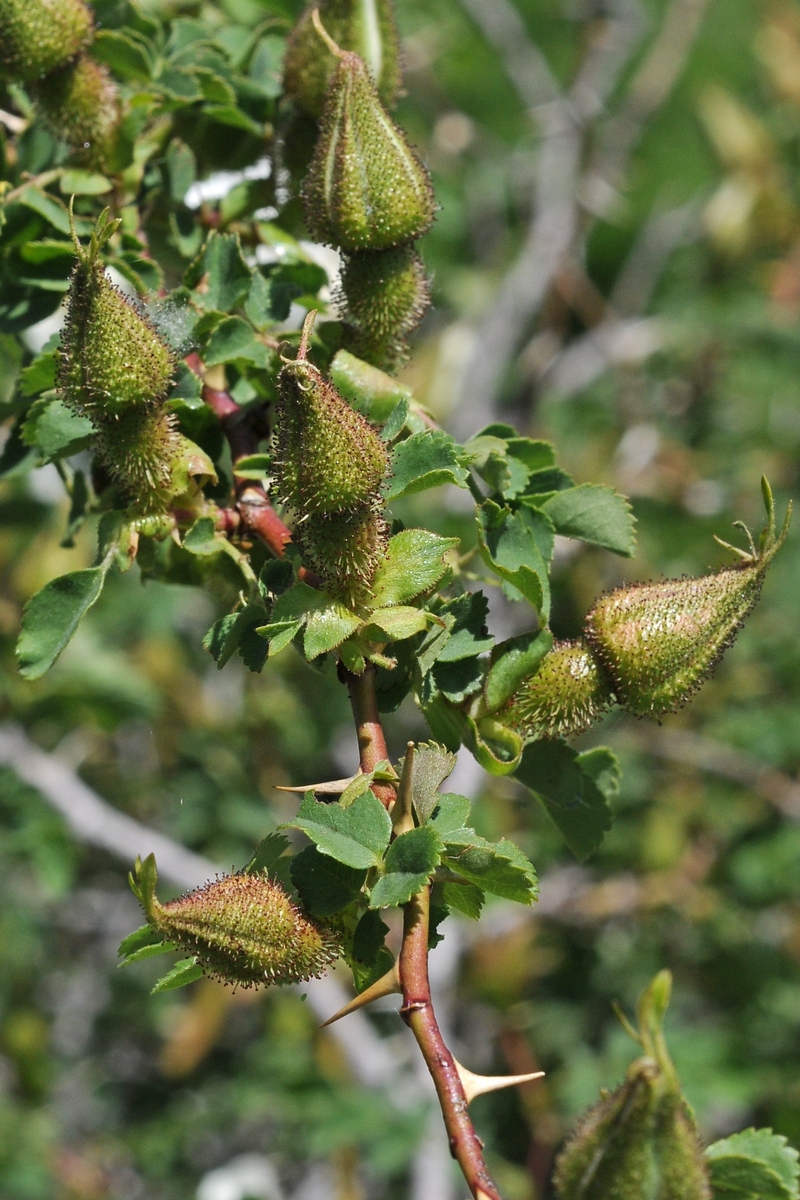 Image of Rosa fedtschenkoana specimen.