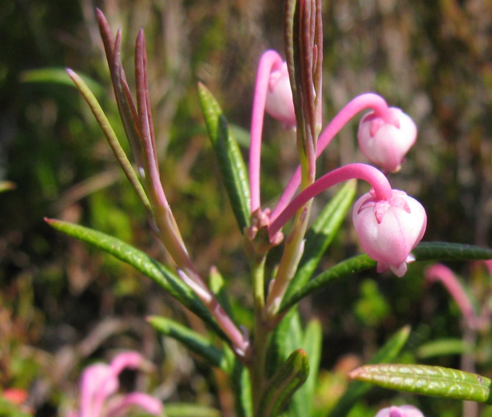 Image of Andromeda polifolia specimen.