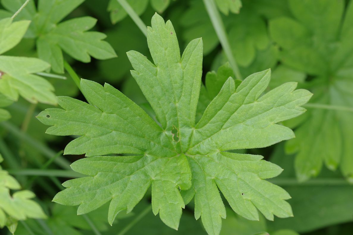 Изображение особи Geranium popovii.