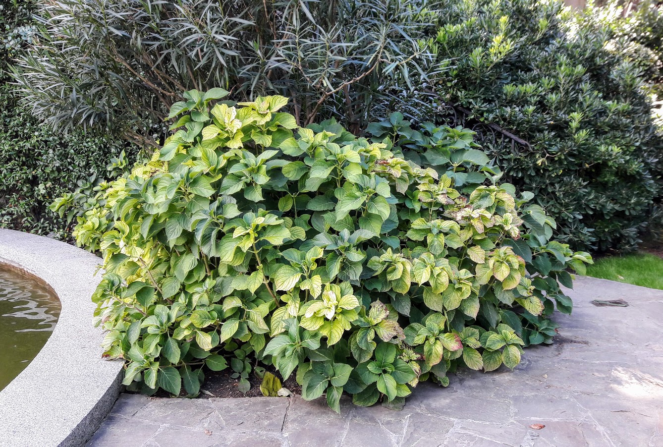 Image of Hydrangea macrophylla specimen.