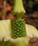 Arisaema robustum