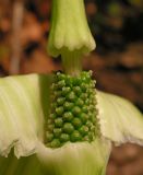 Arisaema robustum. Часть соцветия с удаленным покрывалом. Приморский край, Хасанский р-н, гора Голубиный Утес, распадок в редколесье из Quercus dentata на склоне южной экспозиции. 26.05.2015.