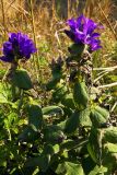 Campanula