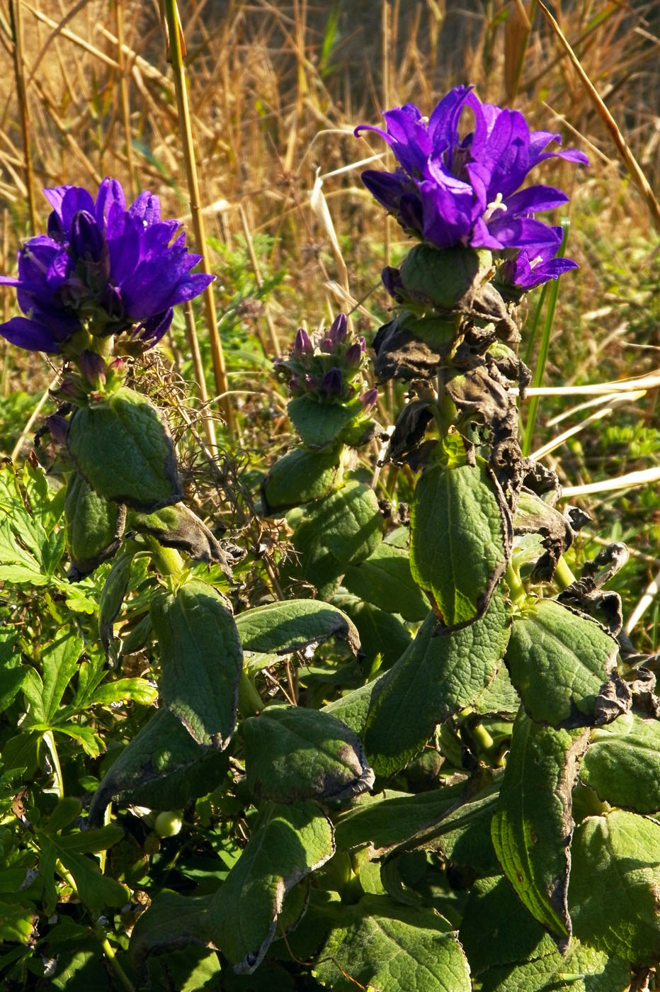 Изображение особи род Campanula.