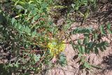 Astragalus sewertzowii. Цветущее растение. Узбекистан, Ташкентская обл., зап. отроги Чаткальского хр., гора Бол. Чимган, зап. гребень. 18.06.2013.