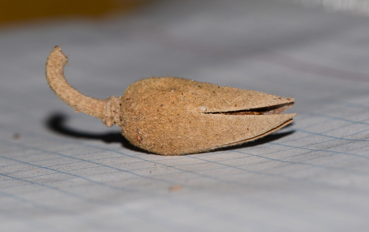 Image of Luehea divaricata specimen.